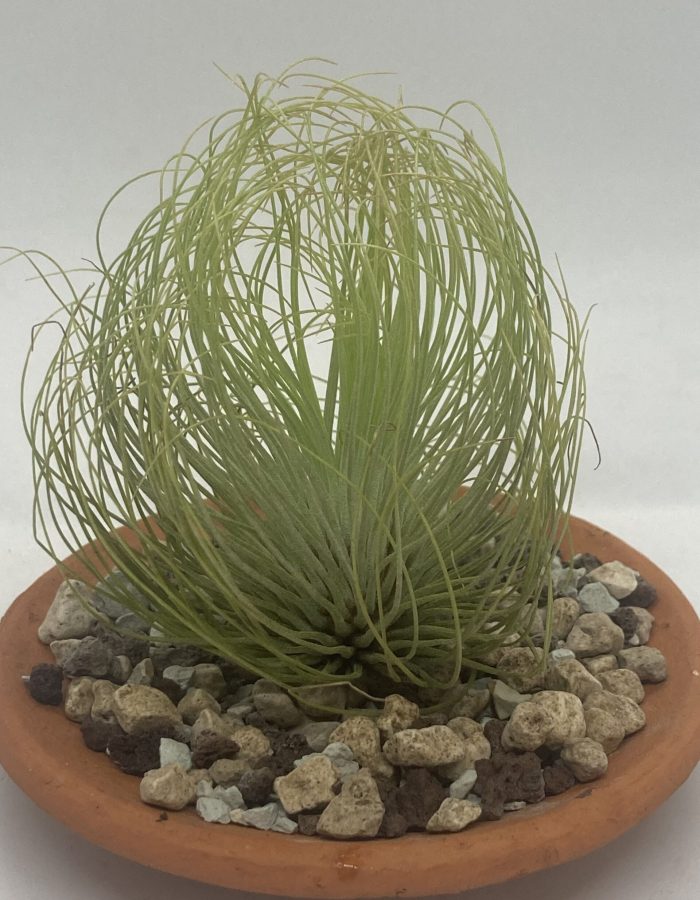 Tillandsia andreana