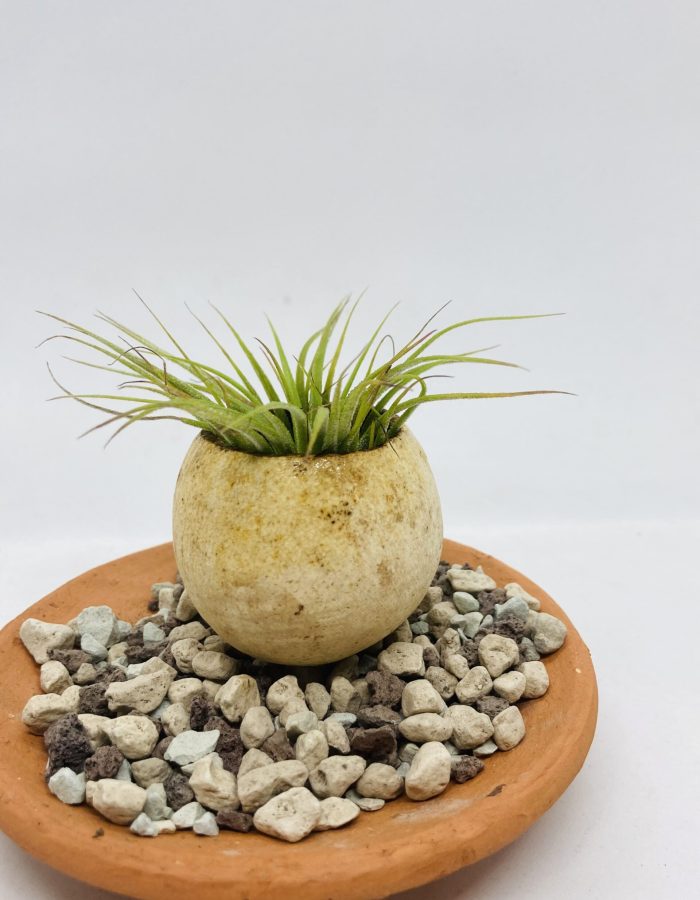 Tillandsia en petit pot