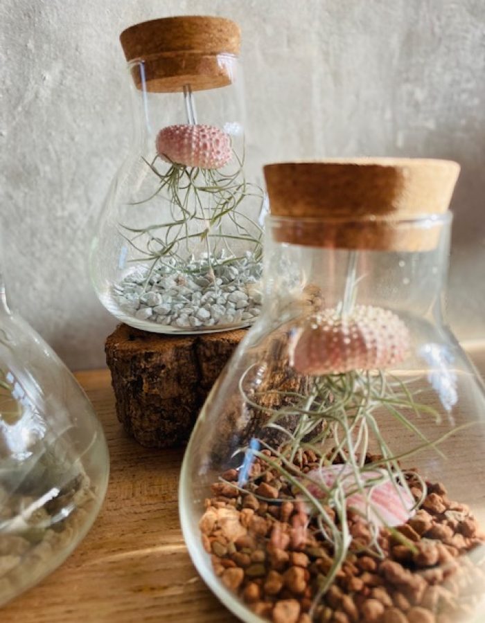 Terrarium méduse végétale