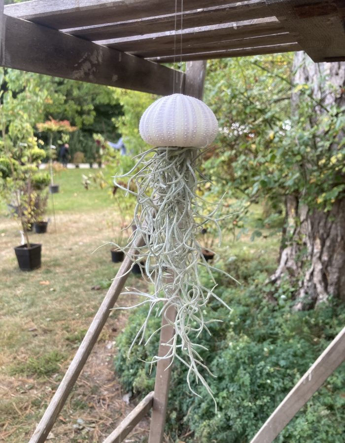 Air plant méduse Tillandsia