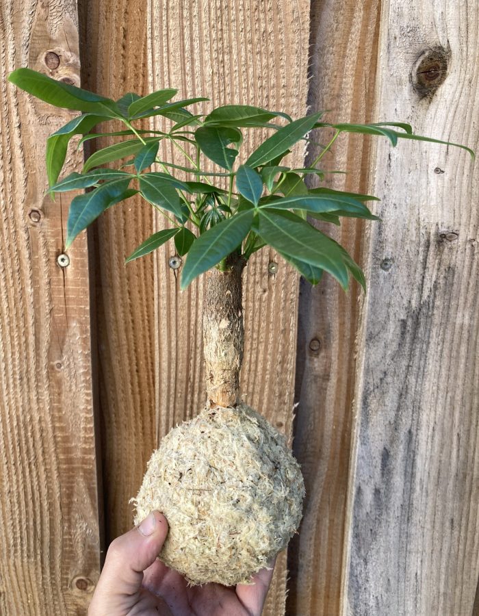 Kokedama Pashira