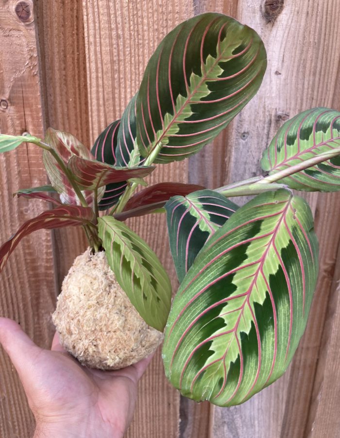 Kokedama marantha