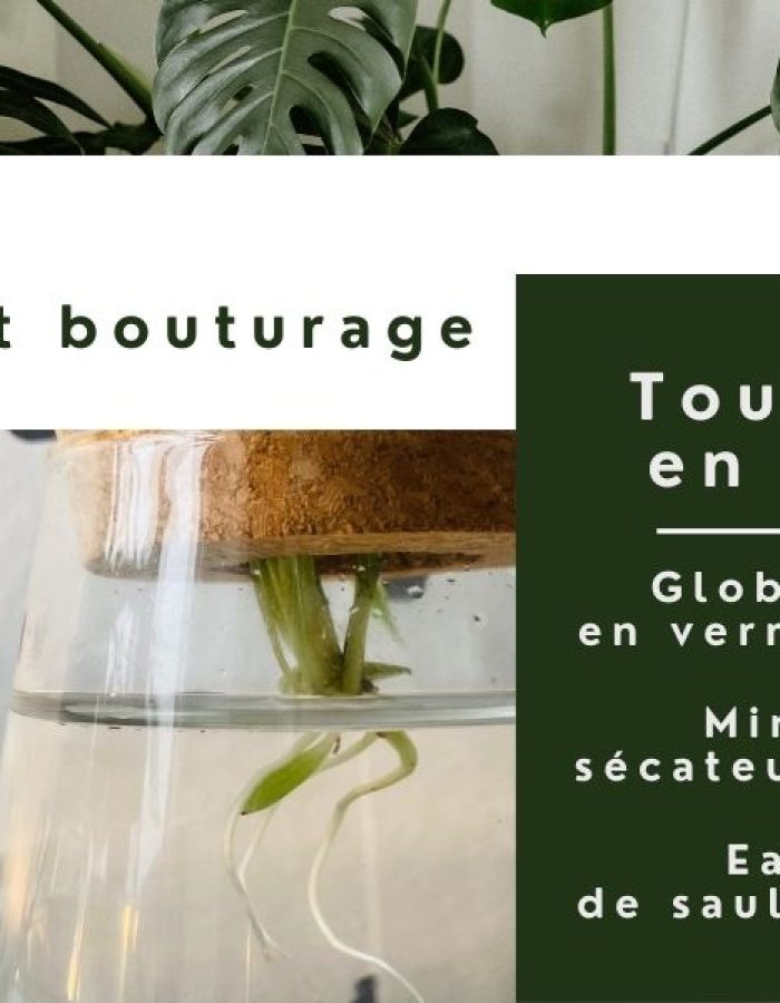 Kit de bouturage + ebook GRATUIT