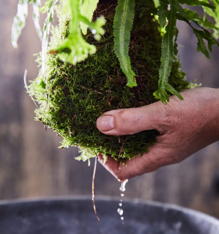 Guide entretien kokedama