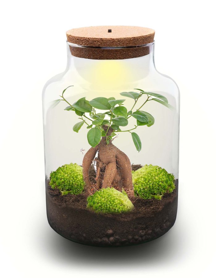 Milky Bonsai – Terrarium – Bottle Garden Diy Kit – Ø 21 Cm ↑ 30 Cm