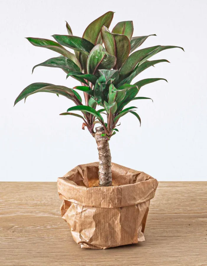 Mini-Palmier Cordyline Purple avec pot et terreau