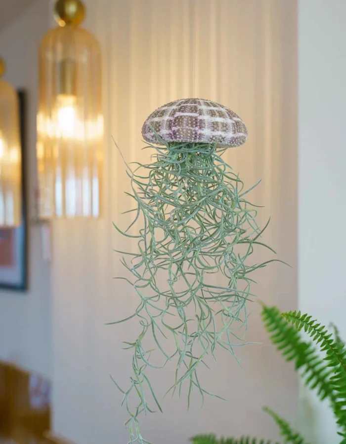 air plant méduse tillandsia livraison rapide