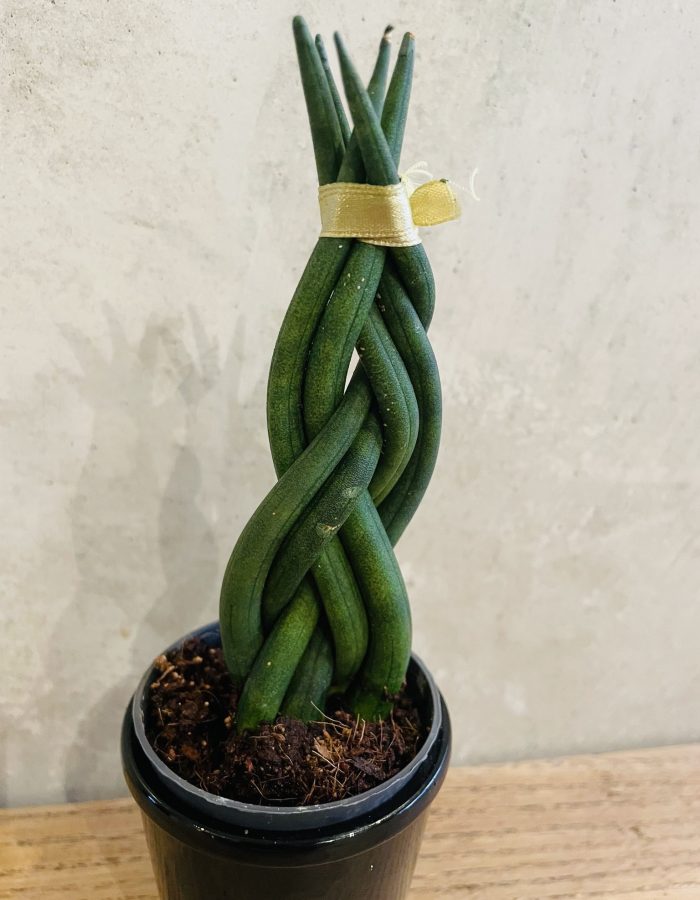 Sansevieria Cylindrica Tressée Plante Serpent