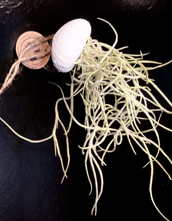 Tillandsia murale médusea blanc