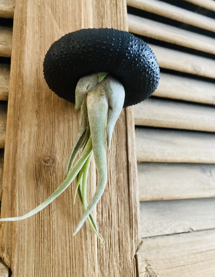 Tillandsia Caput Medusae suspendue