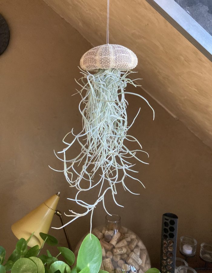 Tillandsia plante méduse suspendue L