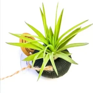 tillandsia qui brunit, que faire ?