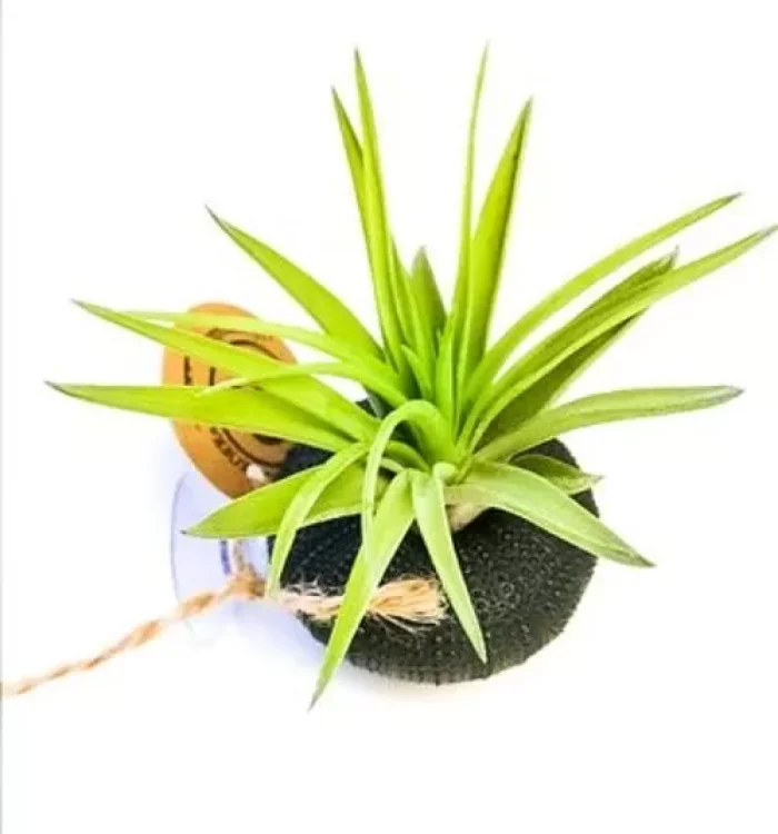 tillandsia qui brunit, que faire ?