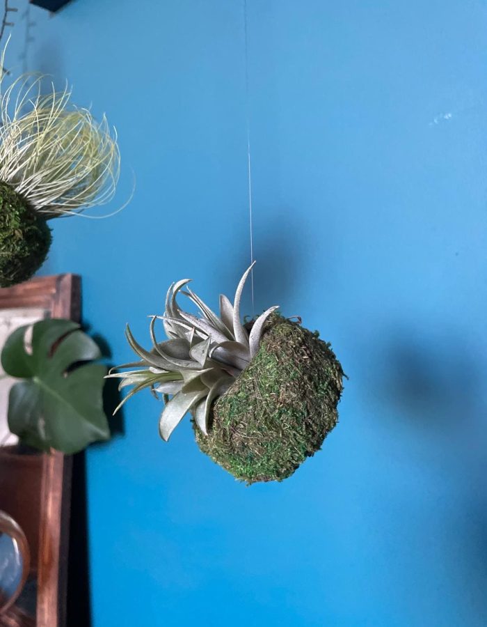 Mossi Air tillandsia ionantha