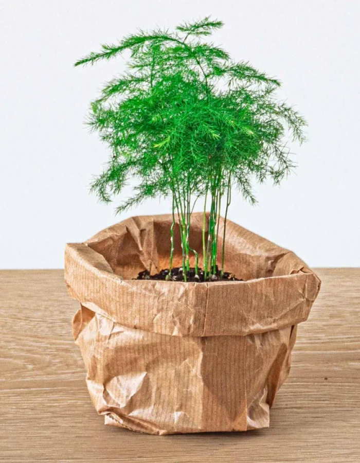 Kit Asparagus Complet Terrarium pot 11cm