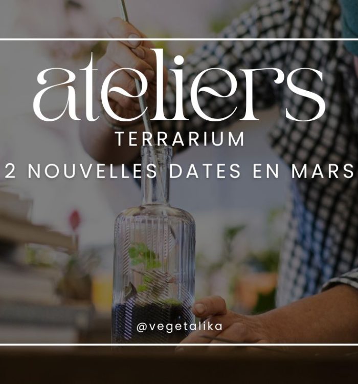 Nos ateliers terrarium plantes Namur, pour débutant, cadeau original Namur