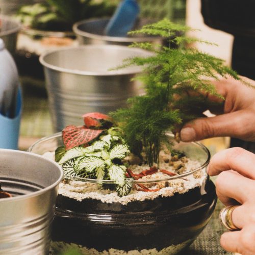 atelier-terrarium-belgique-groupe-creation-bocal