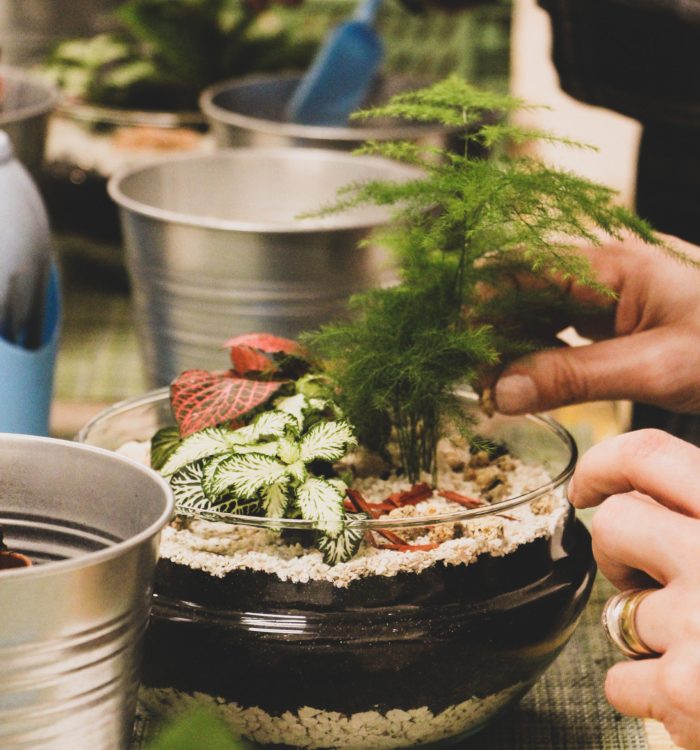atelier-terrarium-belgique-groupe-creation-bocal
