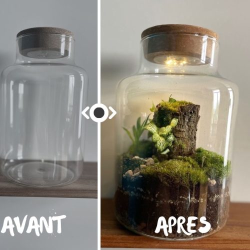Terrarium Fermé : Le Guide Complet pour Créer et Entretenir Votre Écosystème Autonome