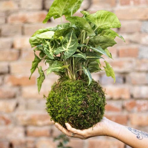 Offrir un Kokedama : Le Cadeau Végétal Original et Tendance