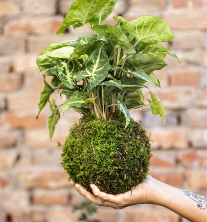 Offrir un Kokedama : Le Cadeau Végétal Original et Tendance