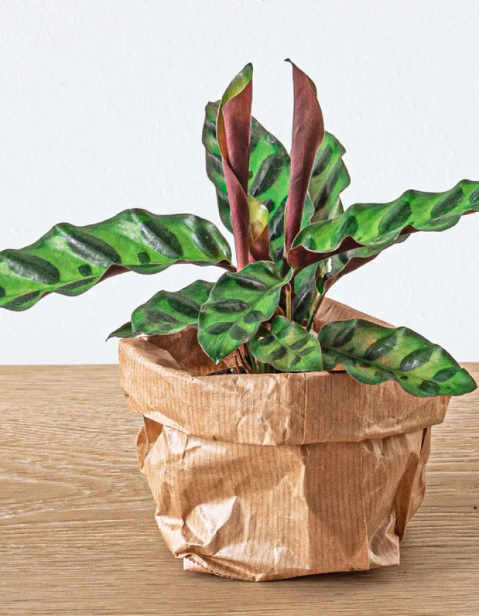 Calathea Lancifolia – Peacock plant – Terrarium plant