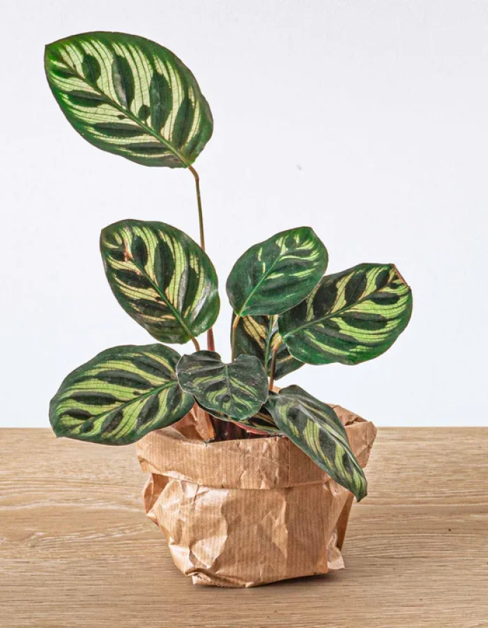 Calathea Makoyana Plante Terrarium