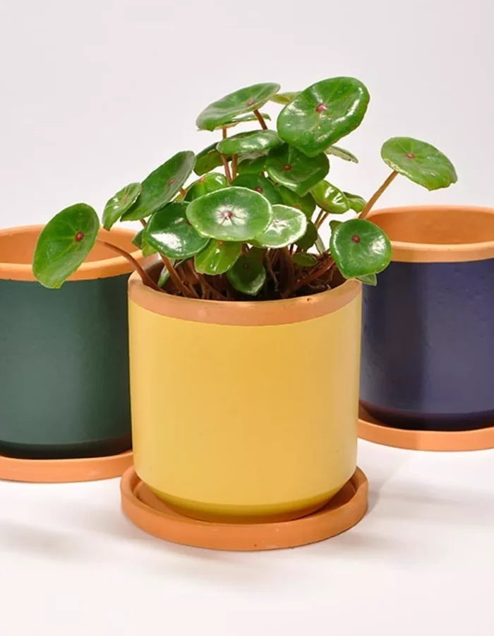 Pot Casa Atlantica coloré 13cm