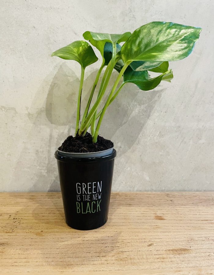 Pothos Aureum Vert Doré Dépolluant Indestructible