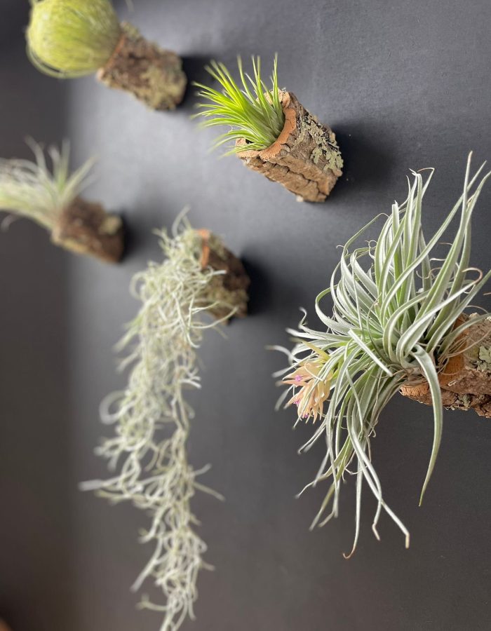 Wood Air Plant Vegetalika