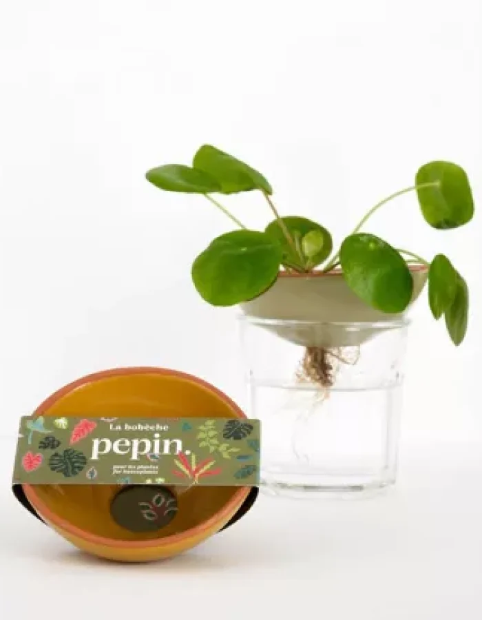 Bobèche Bouturage Plantes Jaune Moutarde