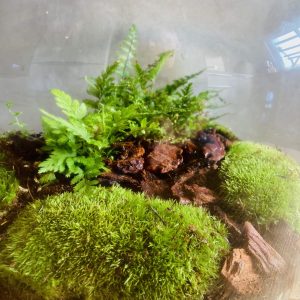 Les 10 erreurs en terrarium