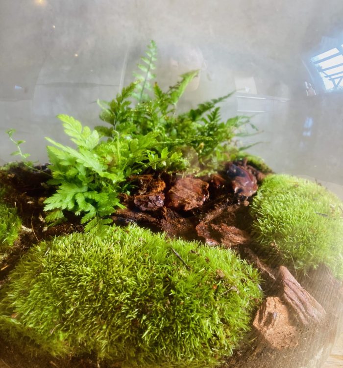 Les 10 erreurs en terrarium