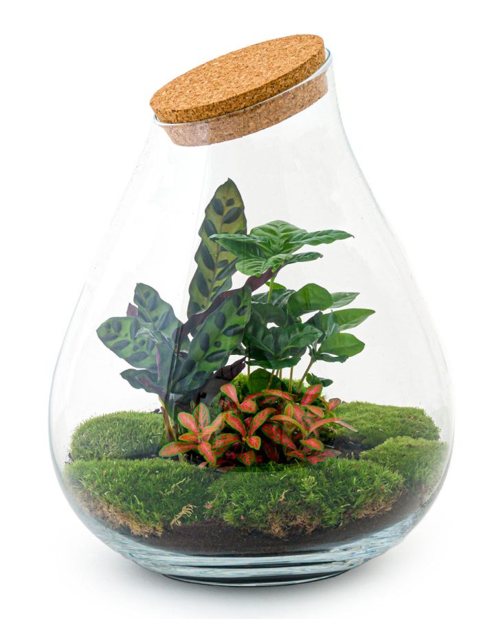 Terrarium Diy Kit ↑ 43 Cm  Jungle Miniature Autonome