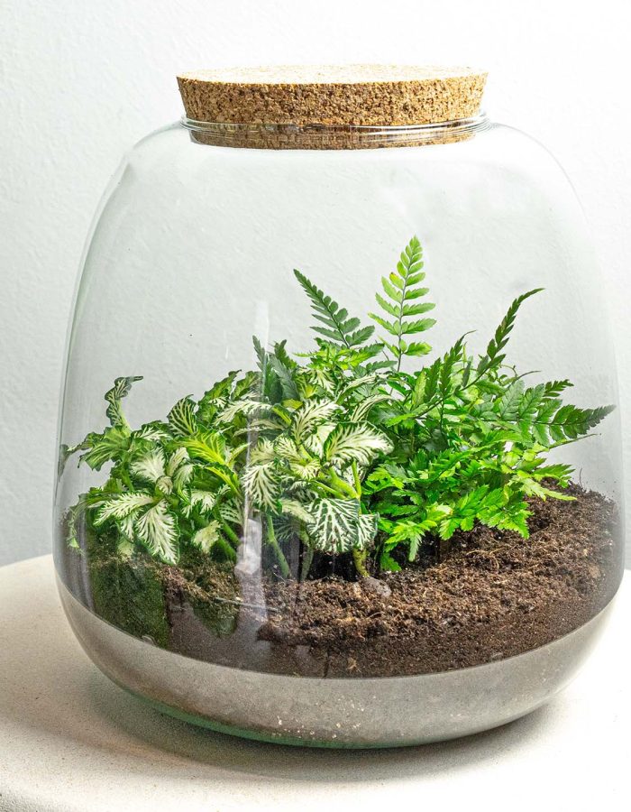 Terrarium Emma Mini – ↑ 20 Cm – Ø 19 Cm – 2 plantes
