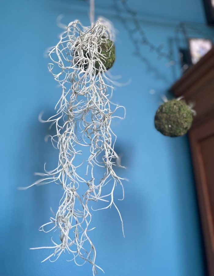 plante suspendue grise