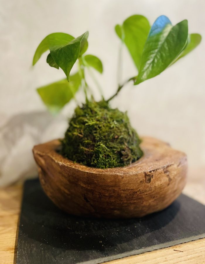 Cocokedama en kit DIY