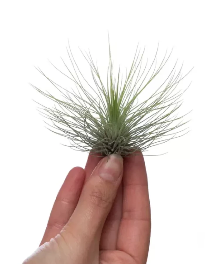 Tillandsia Andreana XL