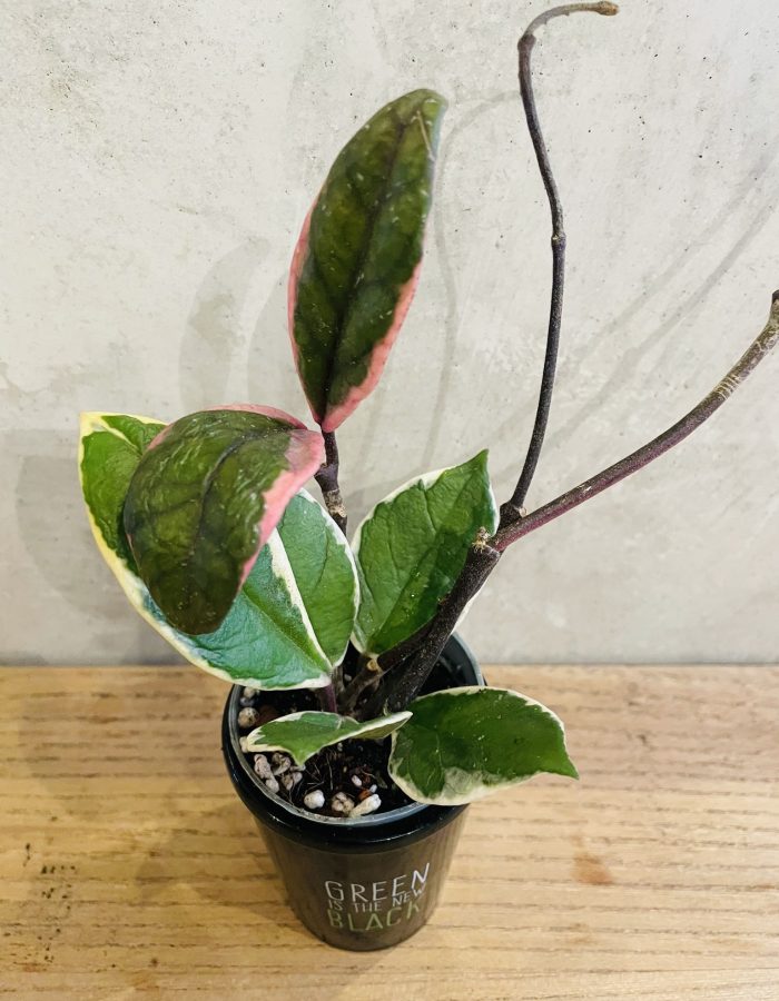 Hoya Flamant Carnosa Feuillage Rose Fleur Porcelaine