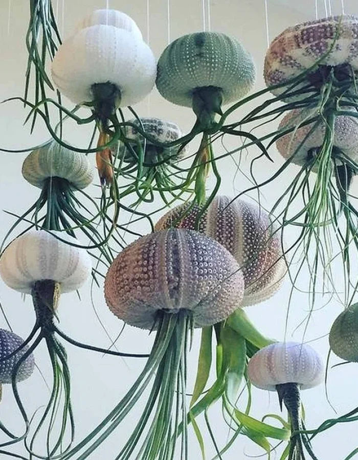 Tillandsia Lilla Méduse 25cm Promo 2+1 Gratuite 22€