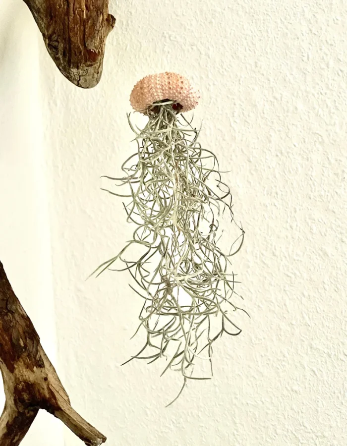 Tillandsia suspendue S