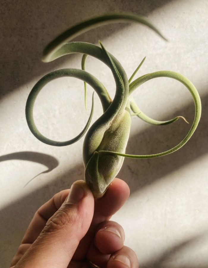 Tillandsia Caput Medusae