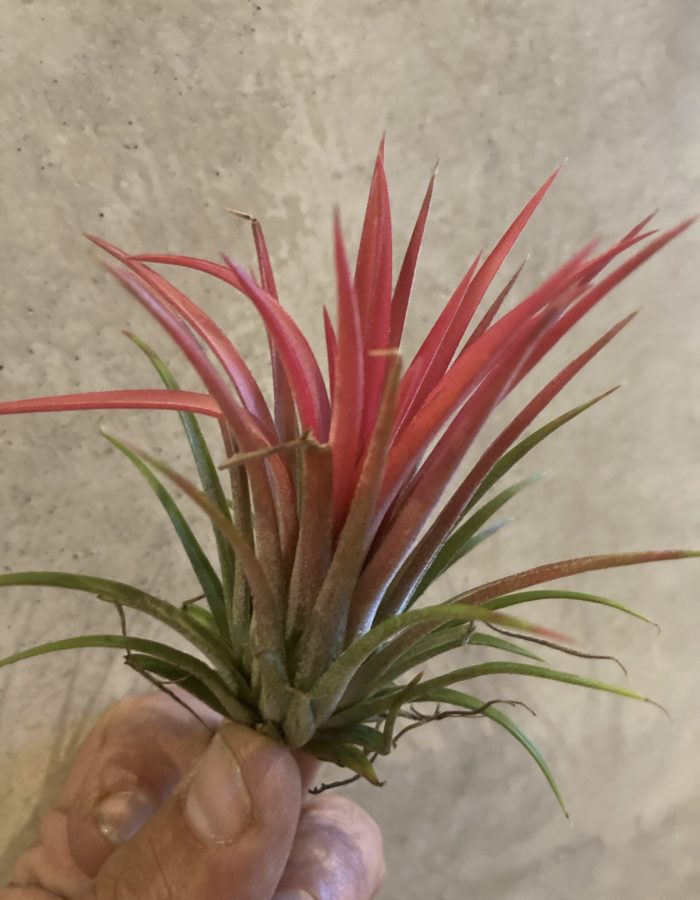 Tillandsia Ionantha rouge