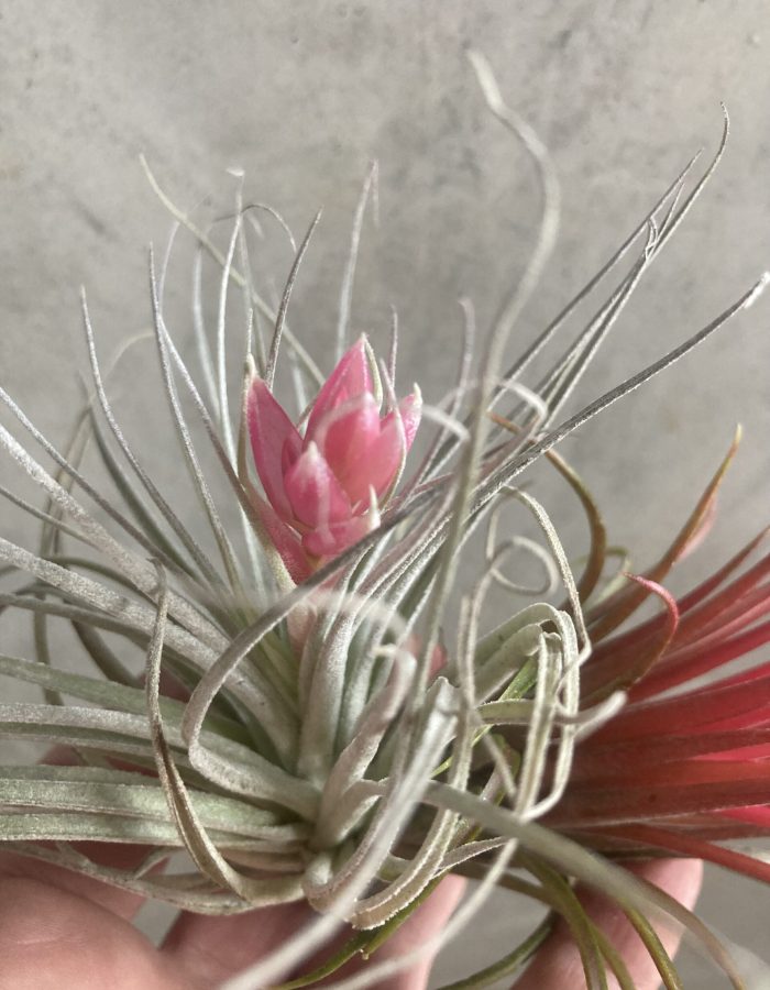 Tillandsia barbe à papa