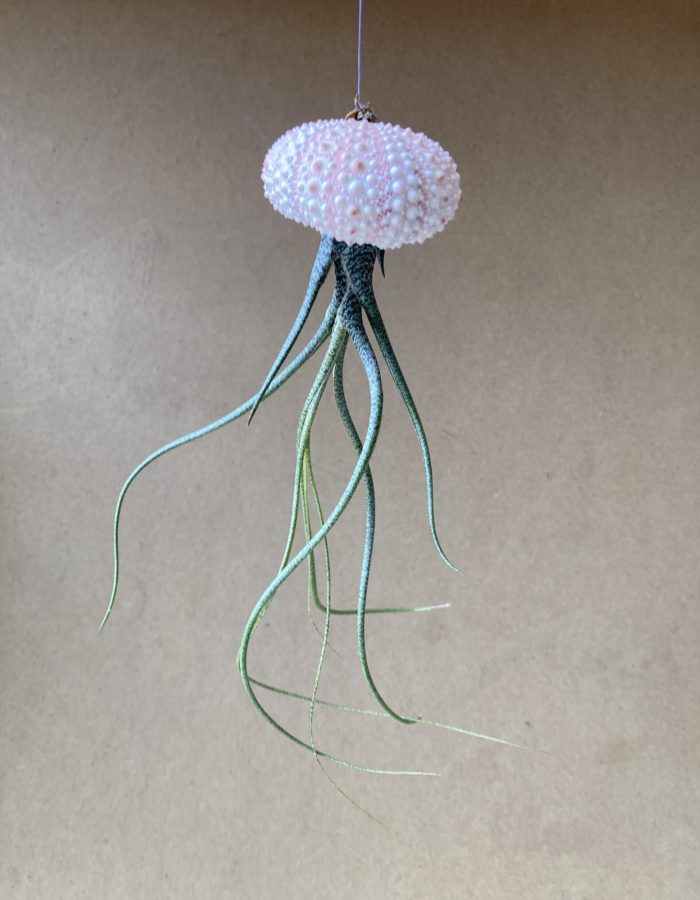 Méduse végétale déco tillandsia