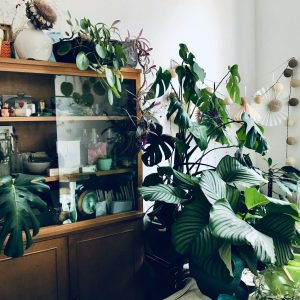 Créer un coin plantes Instagram-worthy dans votre salon : Le guide complet