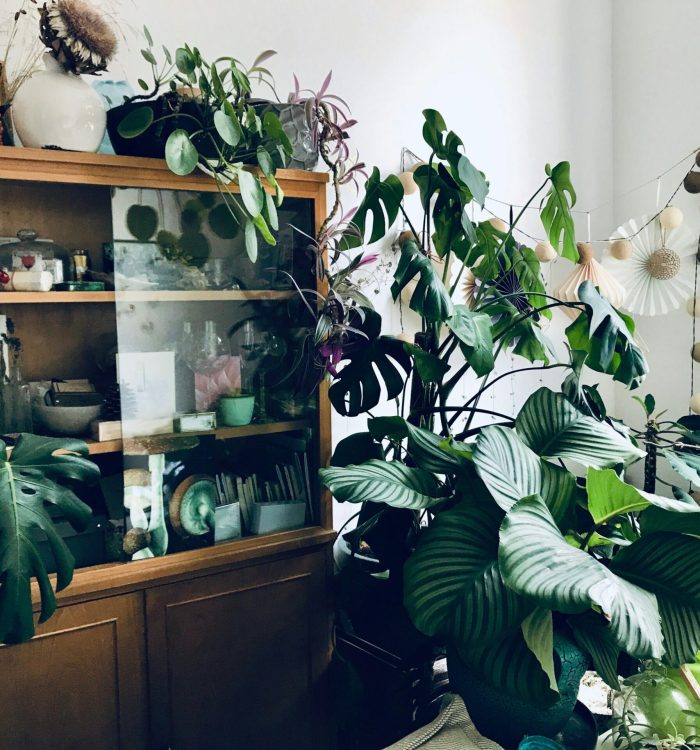 Créer un coin plantes Instagram-worthy dans votre salon : Le guide complet