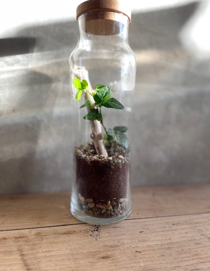 Kit terrarium fermé DIY Sylva – Vegetalika