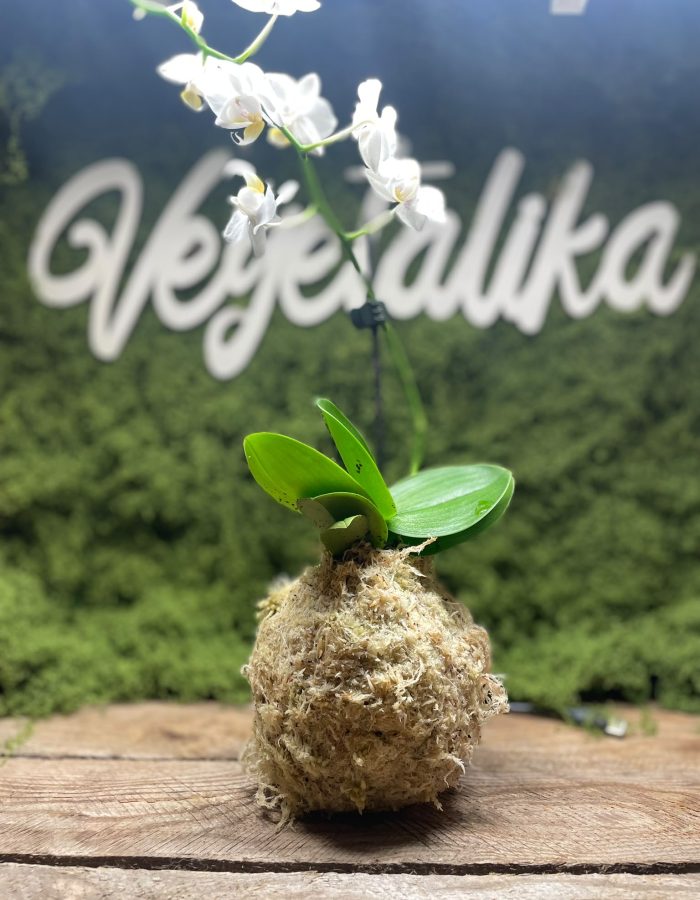 Kokedama orchidée pièce unique