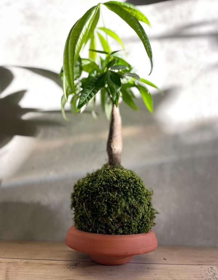 Kokedama Pachira Aquatica – Arbre à Argent Artisanal Fait Main Belgique